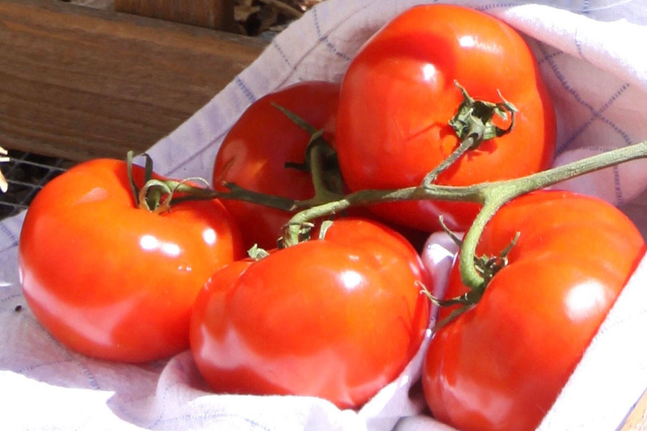 Get It Growing: Common tomato problems