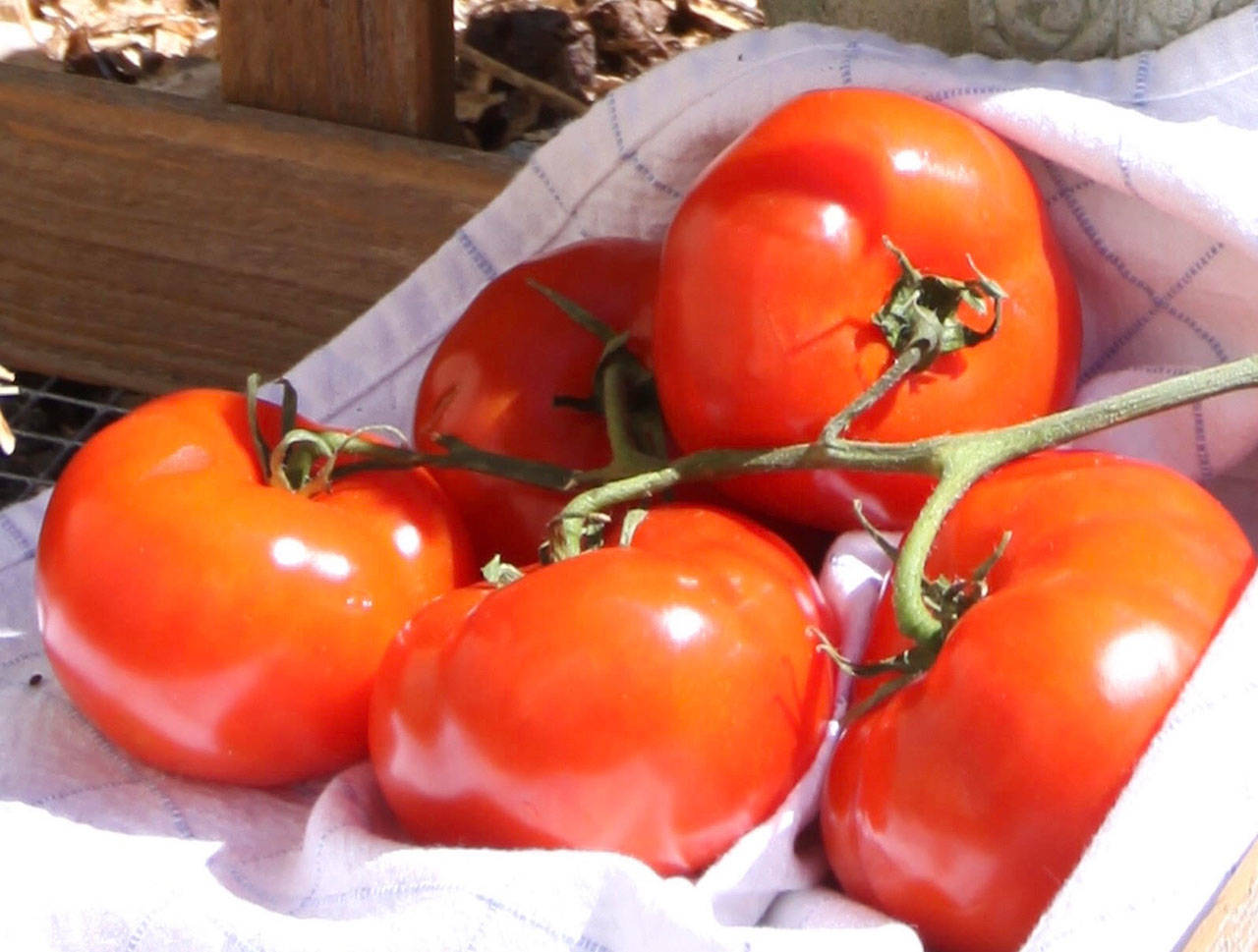 Poor conditions, pests and disease can each thwart a good crop of tomatoes. Photo by Sandy Cortez