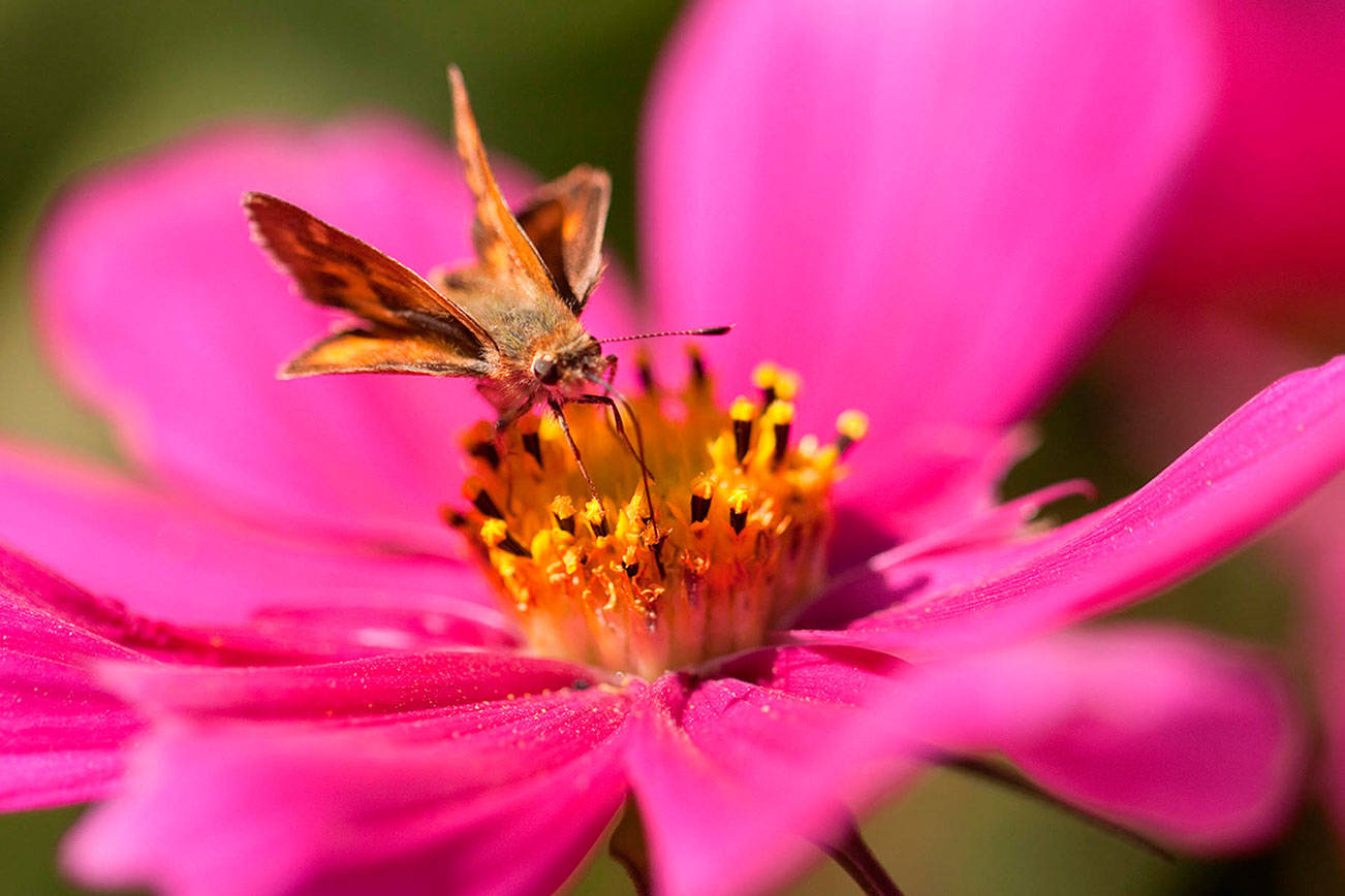 Get It Growing: Creating a pollinator garden