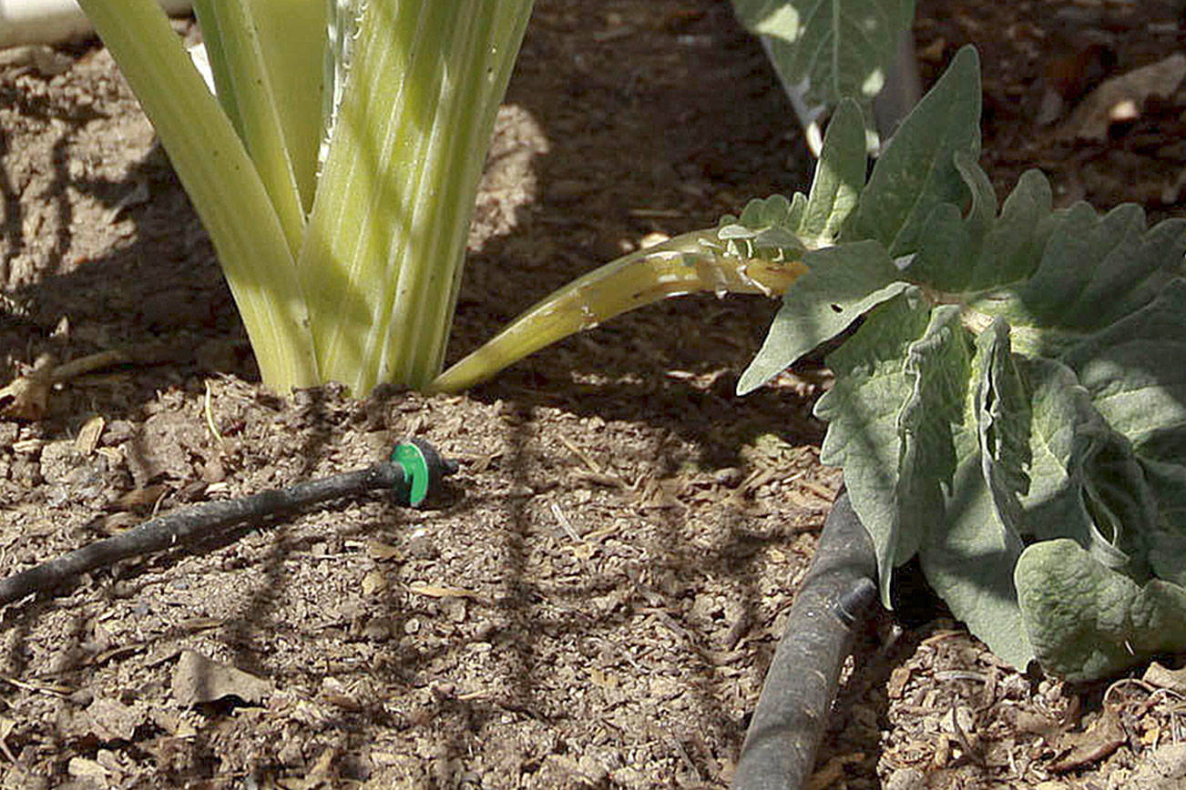 Get It Growing: Develop a watering plan? Consider drip irrigation
