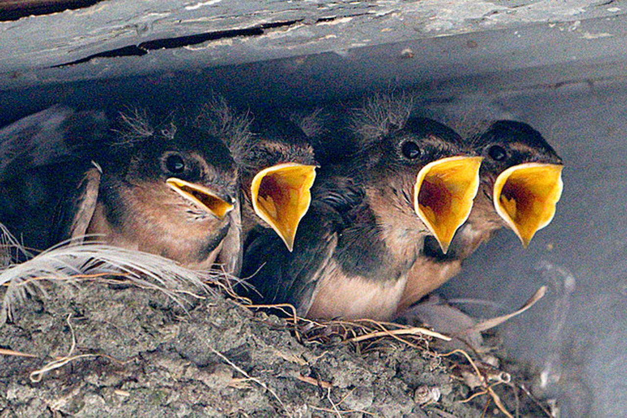 Left, barn swallow chicks get vocal at Dungeness Landing County Park near Sequim. Photo by Dow Lambert. Right, violet-green swallow. Photo by Chris Perry