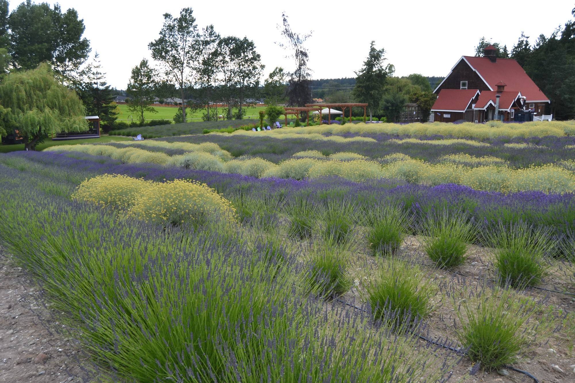 General Manager Vickie Oen said visitors began coming more frequently about two weeks ago to Purple Haze Lavender Farm. She said “lavender farms are great for social distancing.” Sequim Gazette photo by Matthew Nash