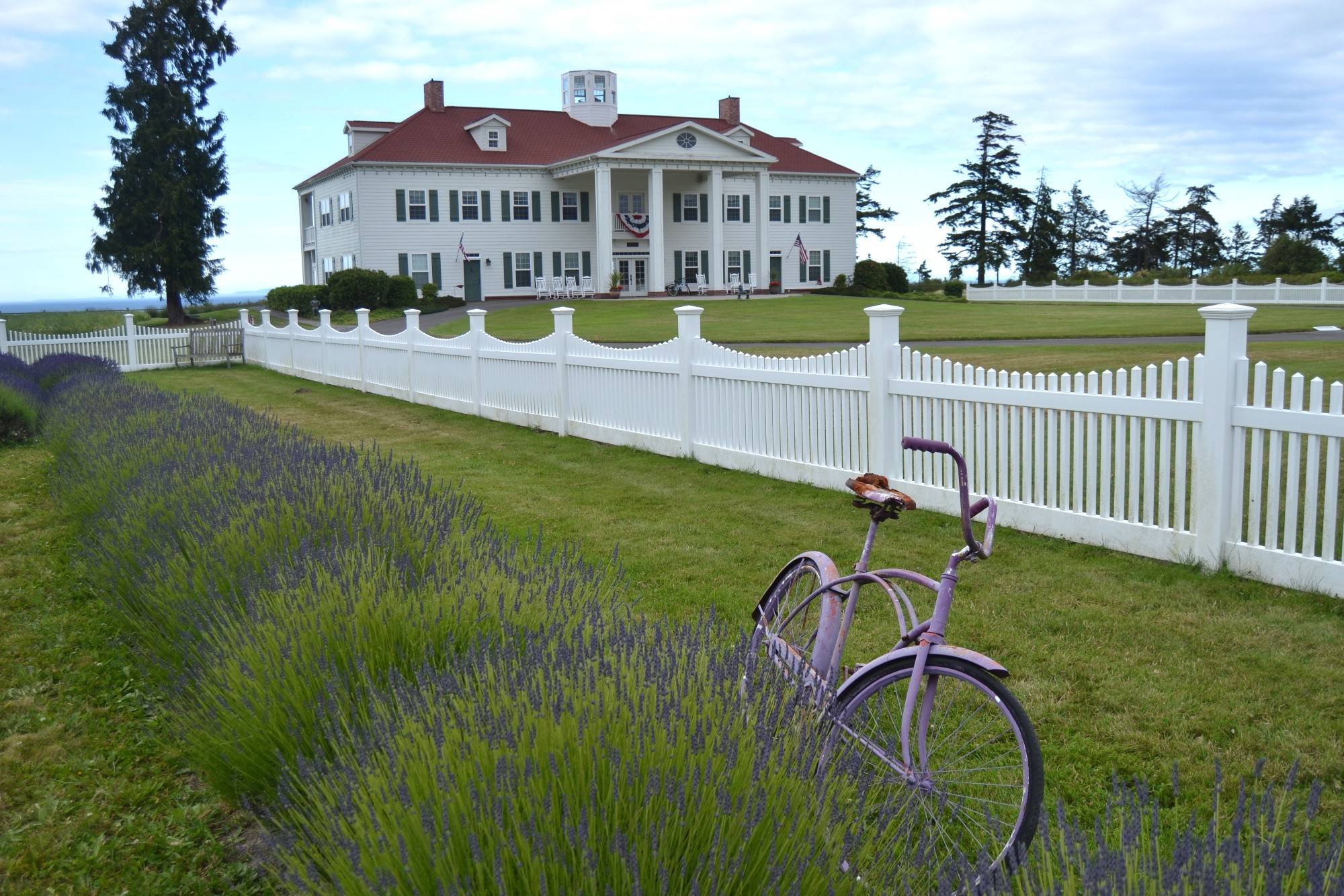 Washington Lavender and the George Washington Inn host a modified Washington Lavender Festival from July 10-19 with lavender ice cream, some vendors and lavender craft sessions with safety provisions in place to prevent the potential spread of Covid-19. Sequim Gazette photo by Matthew Nash