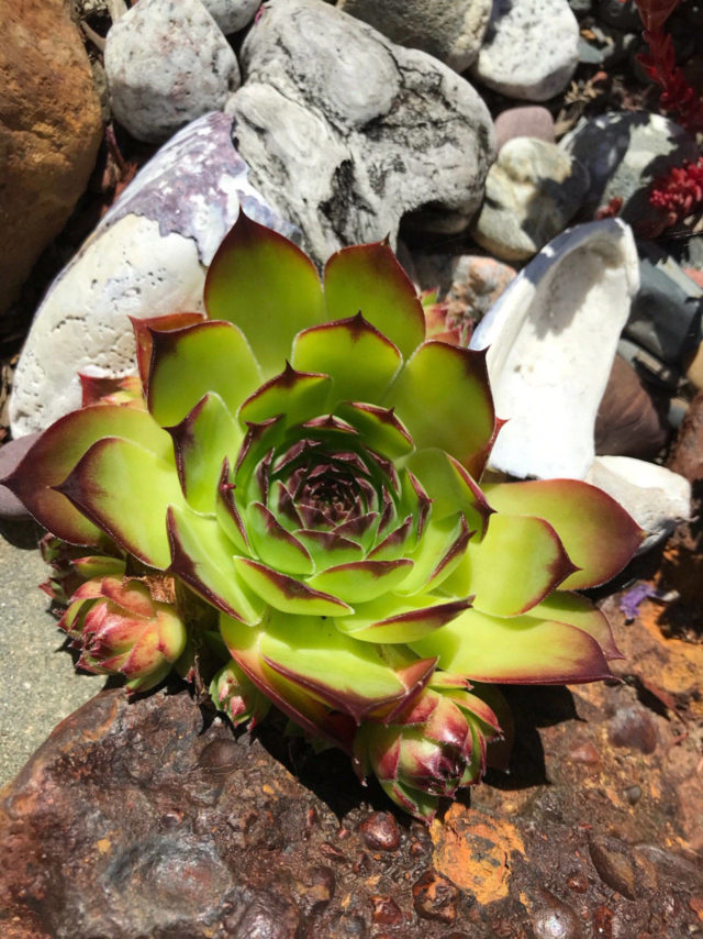 Get It Growing How to grow a Pacific Northwest succulent garden