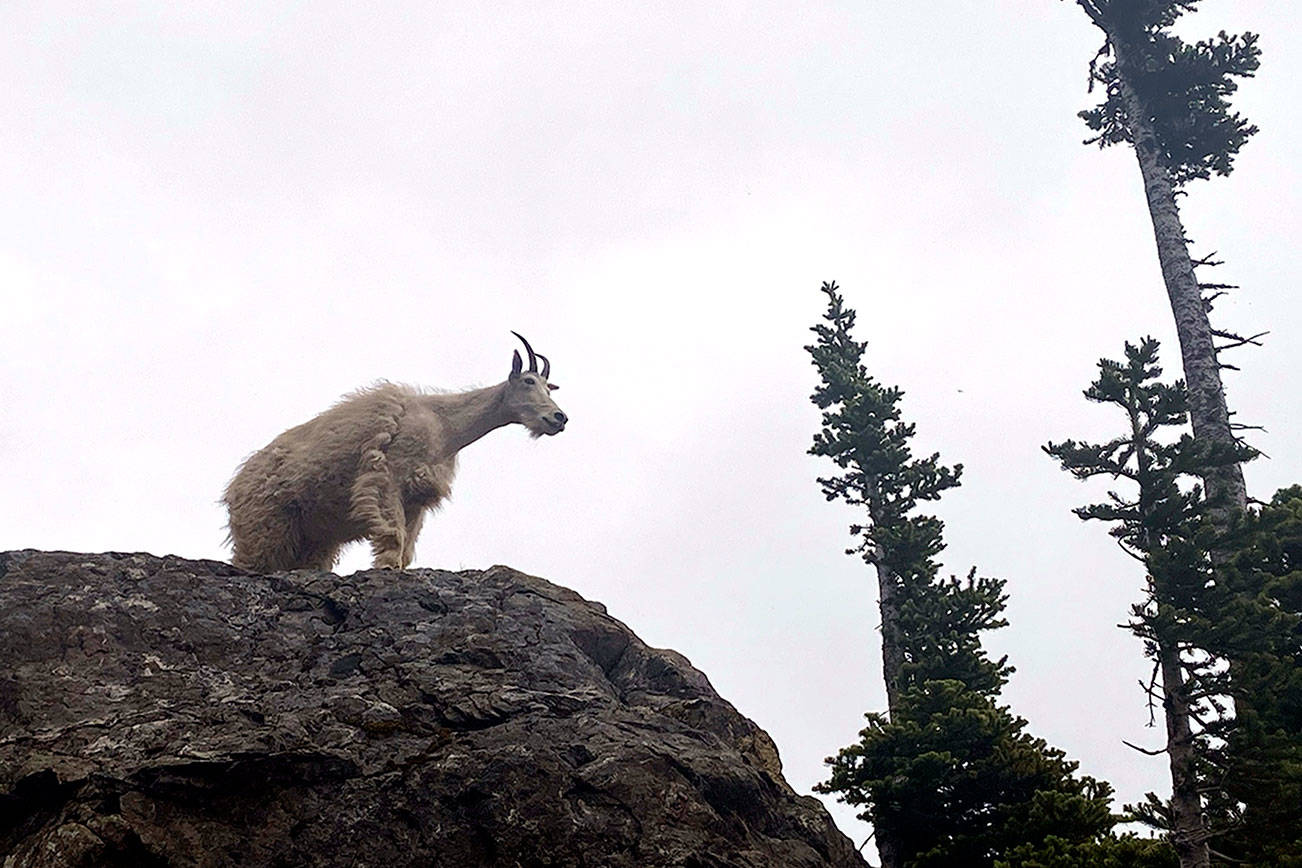 Goat removal reaches next act