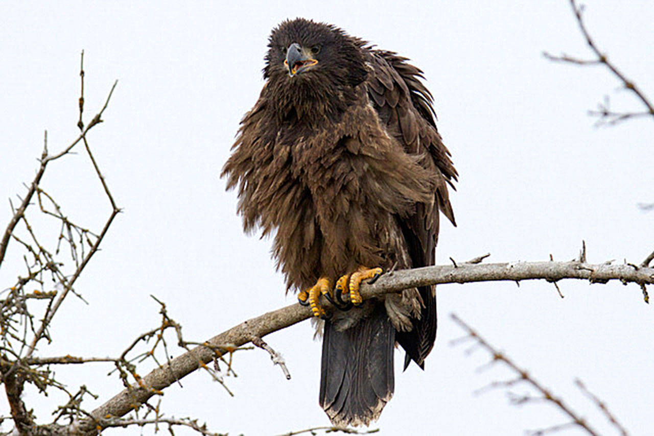 Juvenile Bald Eagle. Photo by Fran Harris/Audubon Photography Awards