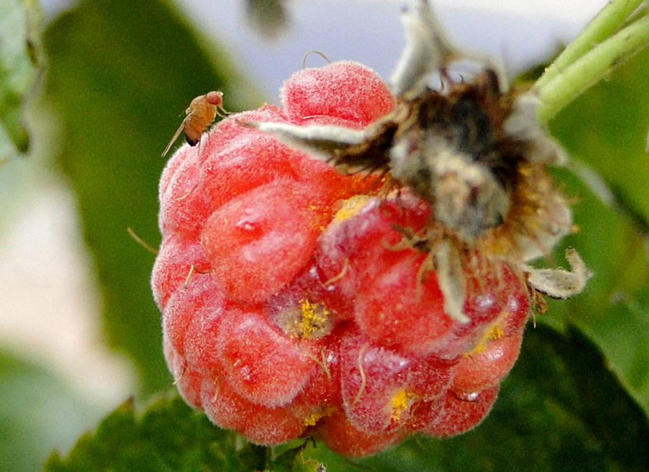 Thin-skinned fruits and berries are often the target for egg-laying by spotted wing drosophila adult females. Photo by Hannah Burrack, North Carolina State University/Bugwood.org