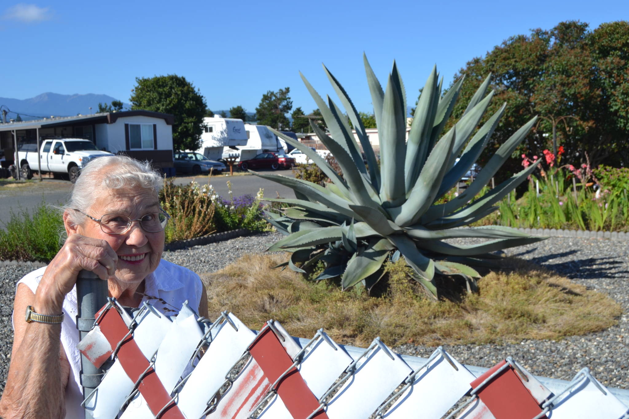 Isobel Johnston, 92, bought this agave as a small plant from a garage sale 20-plus years ago and now it’s something people stop to take a photo of in her front yard. Sequim Gazette photo by Matthew Nash