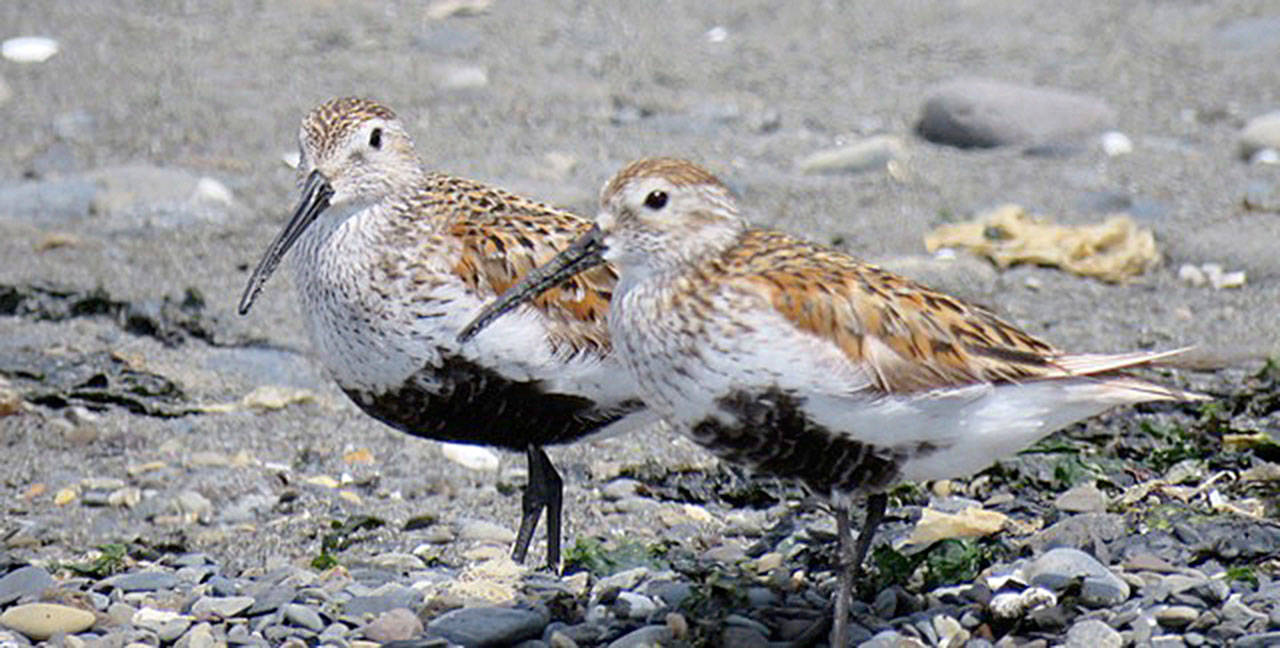 More than 40 species of shorebirds, such as these Dunlin, come to the Olympic Peninsula. Photo by Judith White