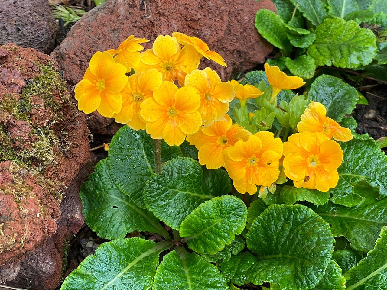 Pick primroses and other flowers with eye-catching color for those winter gardens. Photo by Sandy Cortez