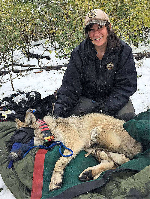 Julia Smith, the statewide wolf coordinator for the Washington Department of Fish and Wildlife, leads a free online presentation about wolf biology, conservation and management on Sept. 16. Submitted photo