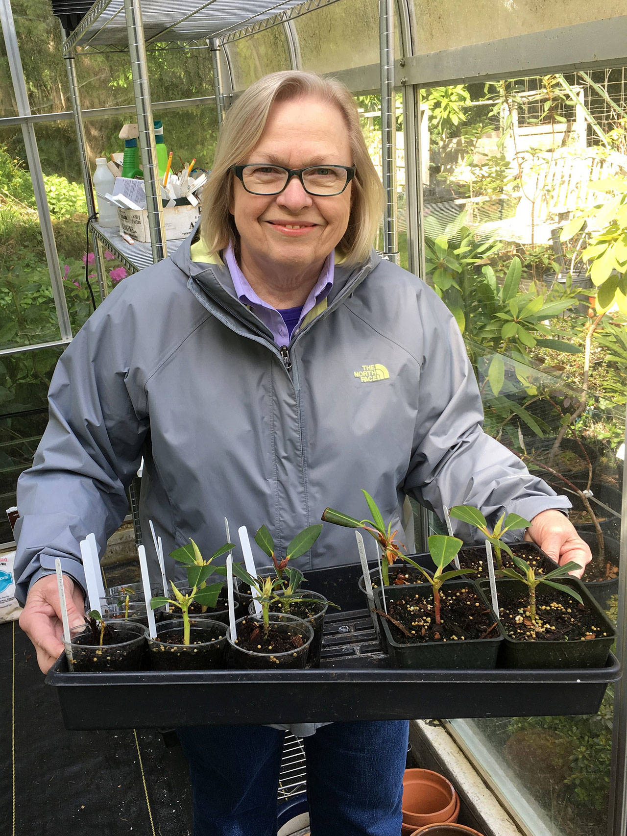Rosalie Preble, past president of the Juan de Fuca Chapter of the American Rhododendron Society, offers “Propagating Rhododendrons from Cuttings” during her Zoom presentation on Sept. 10. Submitted photo