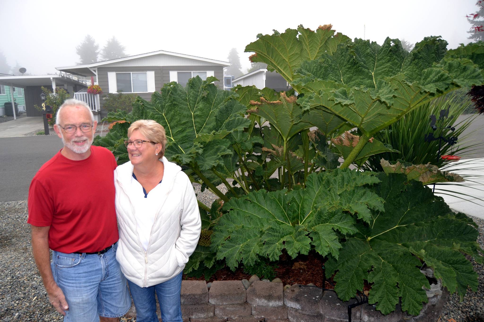 Sequim’s Larry and Susie Ormbrek offer leaves from their gunnera plant for people interested in creating their own concrete tables or bird baths using an online guide. They’ll trim the plants for the fall in the coming week or two. Sequim Gazette photo by Matthew Nash