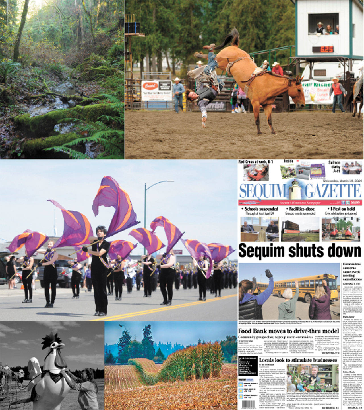 Among the Sequim Gazette’s award-winning entries in the Washington Newspaper Publisher’s Association 2020 Better Newspaper Contest are (clockwise from top left) Sequim Gazette editor Michael Dashiell’s photo of a yet-unnamed creek in Blyn (third place, Color Pictorial Photo division); Gazette reporter Matthew Nash’s photo of Cooper Wicks competing in the bareback riding division at the Clallam County Fair Rodeo in August 2019 (second place, Color Sports Action Photo division); the Gazette’s March 18, 2020, page A-1 (first place, Front Page Design); contributor Bob Lampert’s photo of corn rows near Sequim-Dungeness Way in October 2019 (second third place, Color Pictorial Photo division); Nash;s photo of the Bekkevar Family Farm’s rooster ride in summer 2019 (second place, Feature-Portrait-Pictorial, Black and White division), and Dashiell’s photo of the Sumner Marching Band and Flag Team at the Sequim Irrigation Festival Grand Parade in May 2019 (second place, Color Feature Photo division).