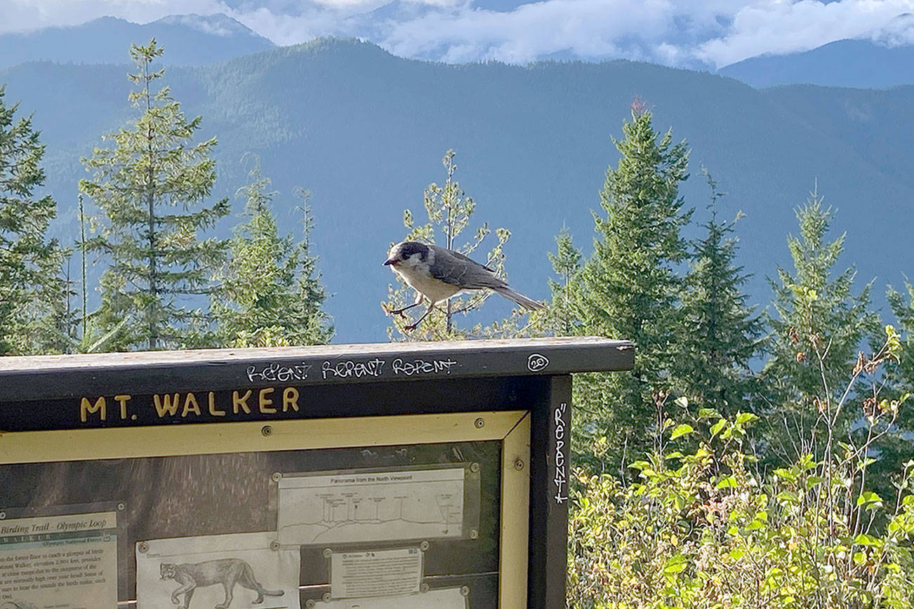 Rob Ollikainen/Peninsula Daily NewsA bird lands on a sign at Mount Walker.