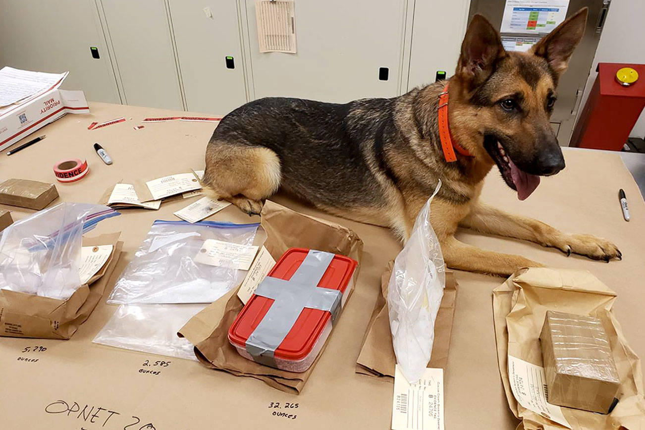 Narcotic Detection K-9 Kira from the Suquamish Police Department is pictured with drugs OPNET detectives said they seized during the arrest of a Sequim man. Photo courtesy of Olympic Peninsula Narcotics Enforcement Team