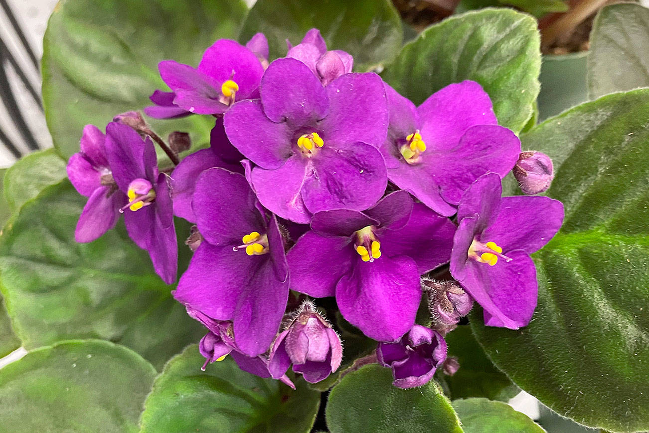 Get It Growing Grow an African Violet to keep the winter blues away
