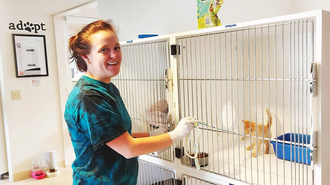 Angel O’Neal, a veterinarian assistant with Olympic Peninsula Humane Society, works with a new kitten resident waiting for adoption. Photo courtesy of Olympic Peninsula Humane Society