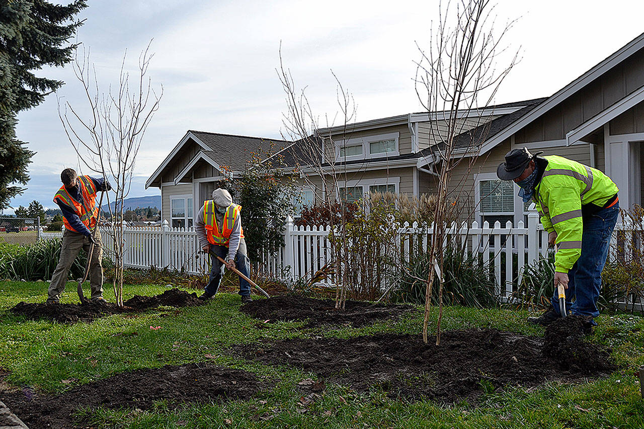 City of Sequim Public Works employees, from left, Gary Butler, Roger Gilchrist, and Ryan Loghry plant birch trees on Nov. 20 as part of the city’s celebration of Arbor Day. Sequim Gazette photo by Matthew Nash
