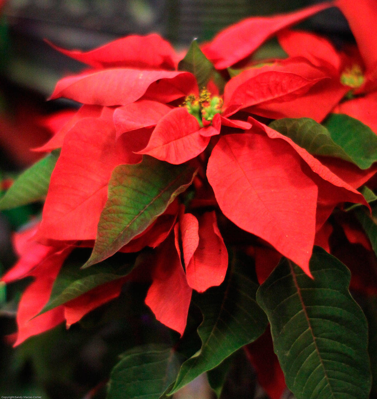 Originally a tall, rangy bush with only a few flowers, current-day poinsettias are bushier plants, supporting more blossoms that hang on the plant for longer. Photo by Sandy Cortez