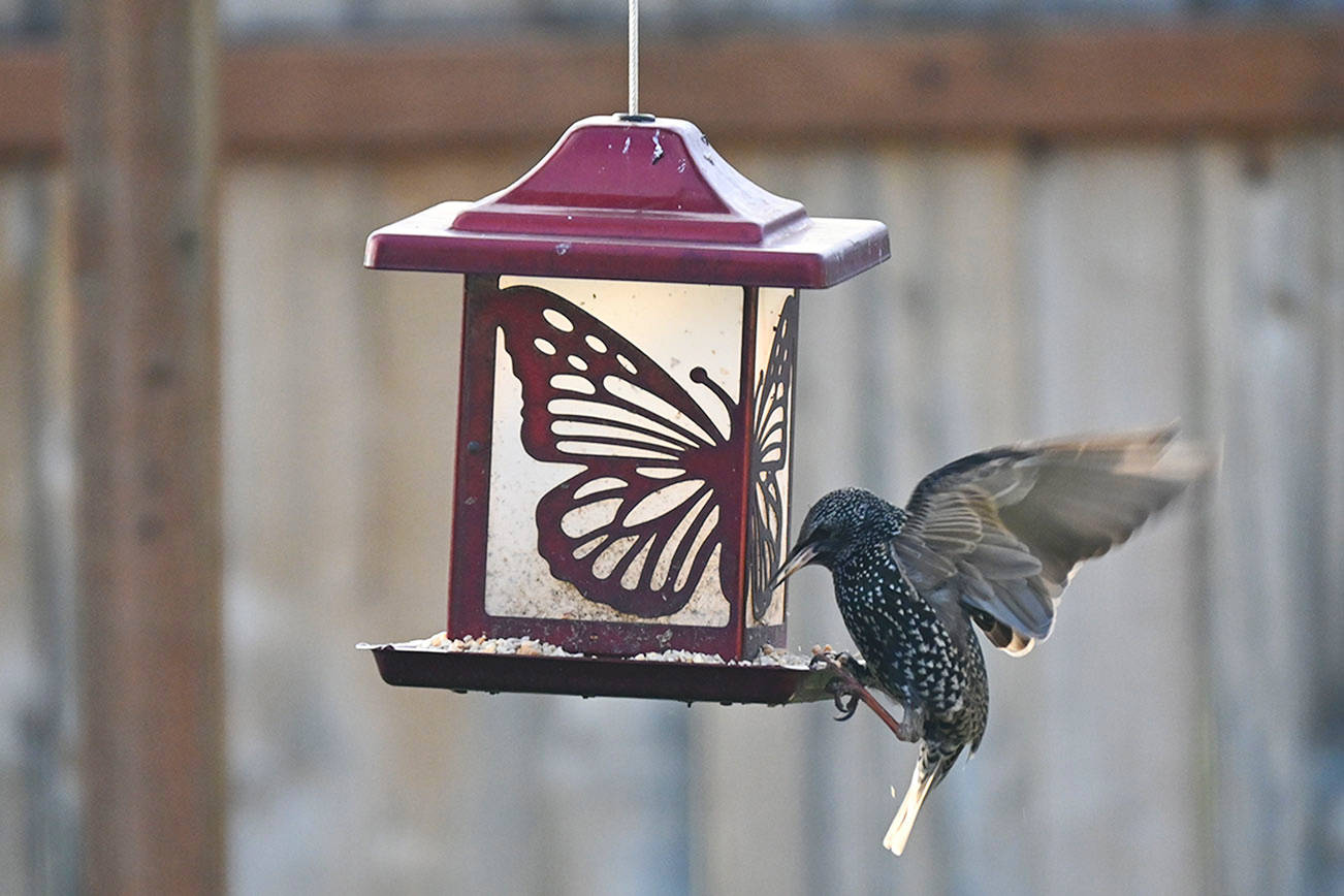 Following reports of seed-eating songbirds spreading disease from backyard feeders this winter, state wildlife officials are recommending people temporarily discontinue feeding wild birds or take more steps to clean and disinfect their feeders. Sequim Gazette photo by Michael Dashiell