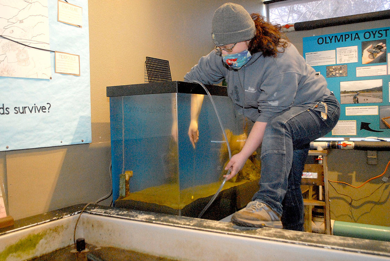 Tamara Galvan, facilities director for the Feiro Marine Life Center in Port Angeles, cleans a fish tank last week as part of a regular maintenance schedule. Photo by Keith Thorpe/Olympic Peninsula News Group