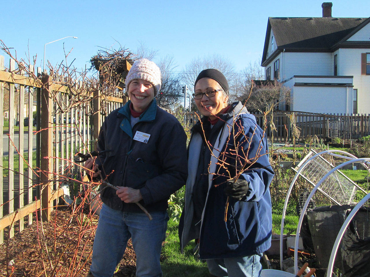 Clallam County Master Gardeners Jeanette Stehr-Green, left, and Audreen Williams will discuss blueberry pruning live via Zoom on Saturday, Feb. 13. Submitted photo