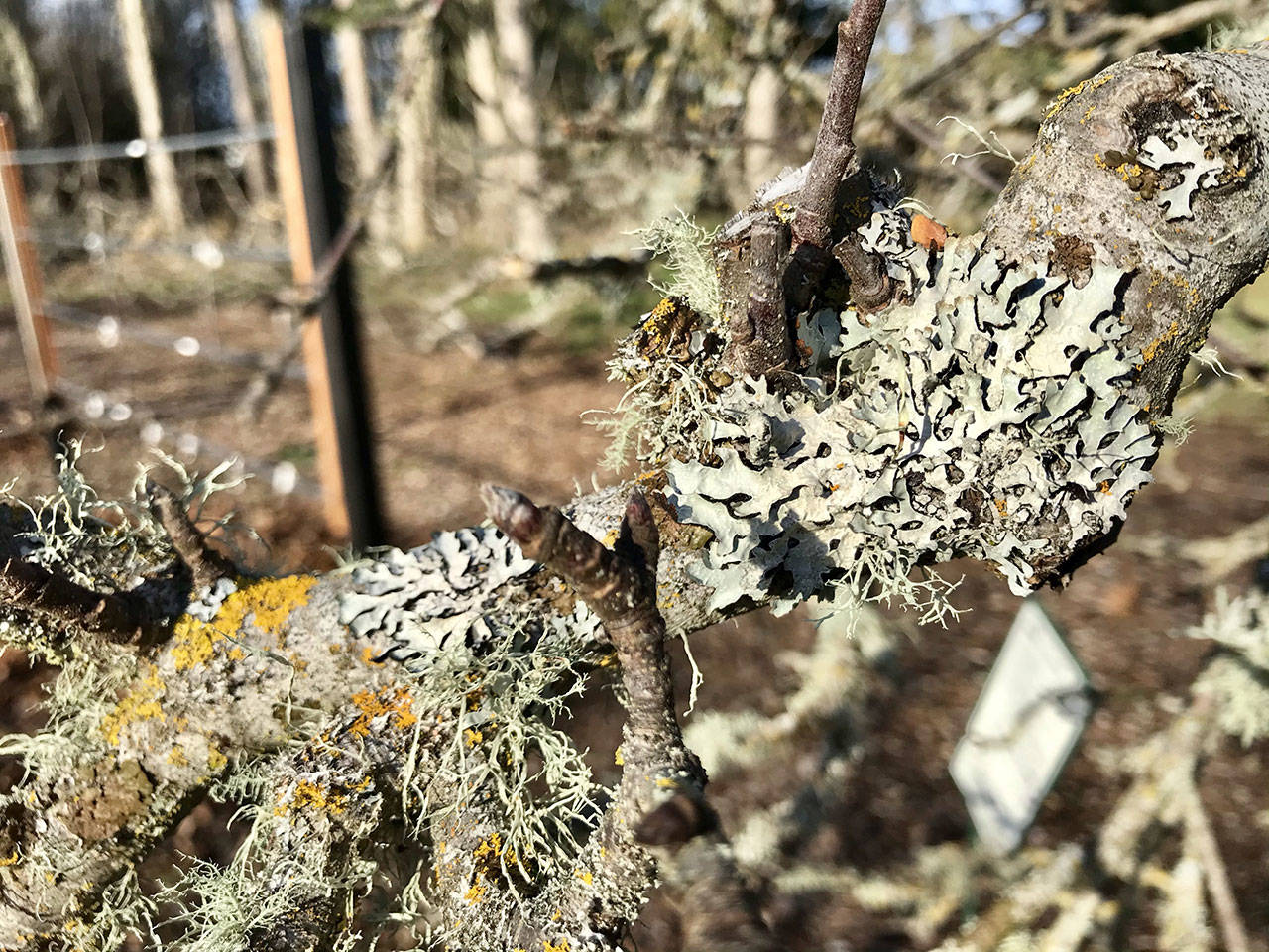 The presence of lichen is a good environmental sign, Master Gardeners say: they do not damage the bark or rob the plant of moisture or nutrients, and since they don’t tolerate air pollution, their presence is an indication of good air quality. Photo courtesy of Susan Kalmar