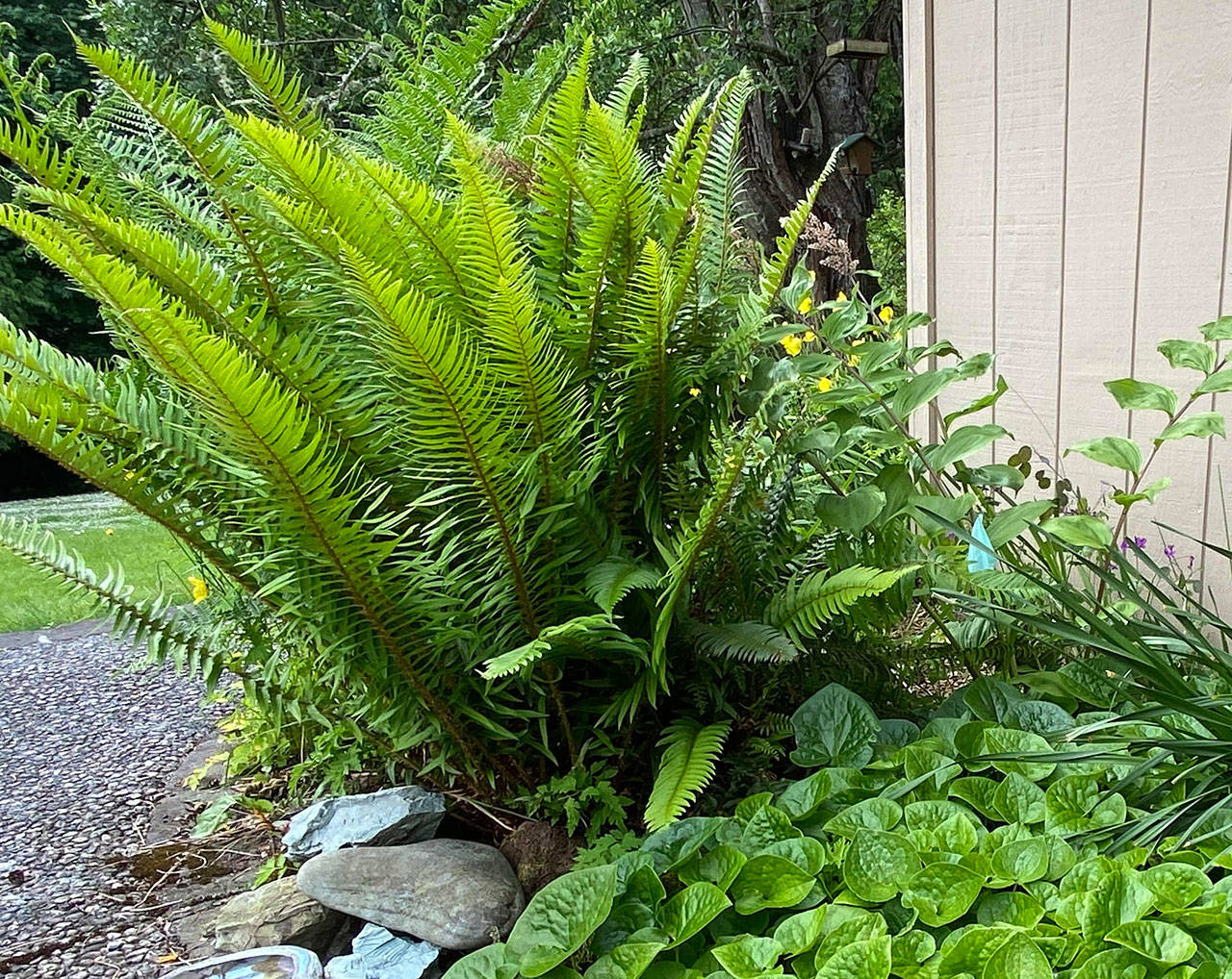 The native sword fern is drought tolerant and yet thrives in moist, shady woodland settings. Photo by Sandy Cortez