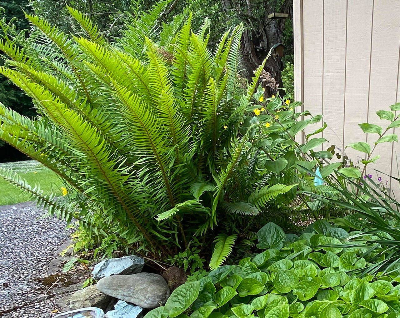 Get It Growing Gardening with ferns Sequim Gazette