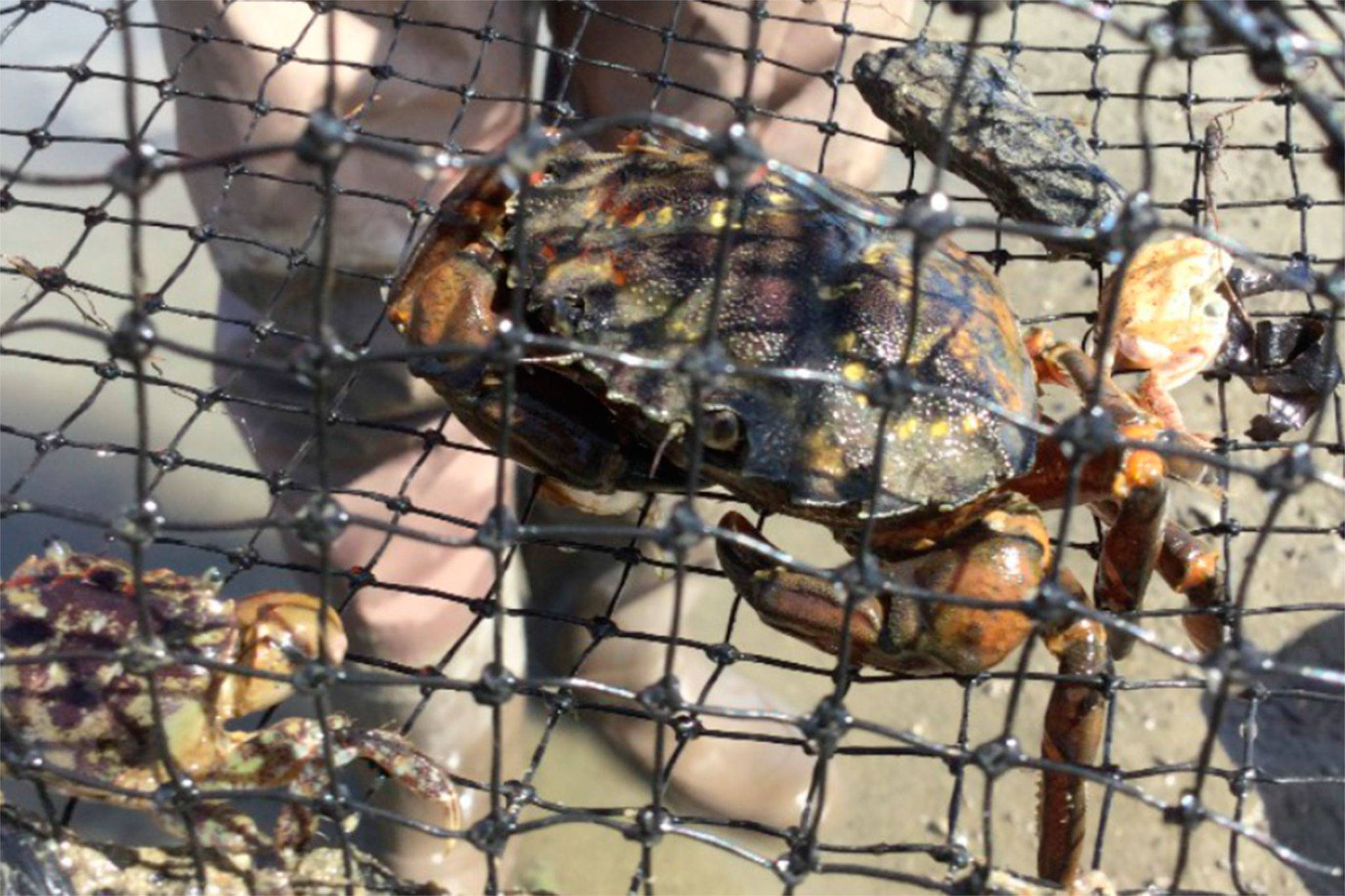 Since 2017, resources managers and volunteers at the Washington National Wildlife Refuge have placed more than 10,800 traps to catch the European green crab. They hope their efforts have dwindled the population enough to switch to a monthly monitoring program. Photo courtesy of USFWS
