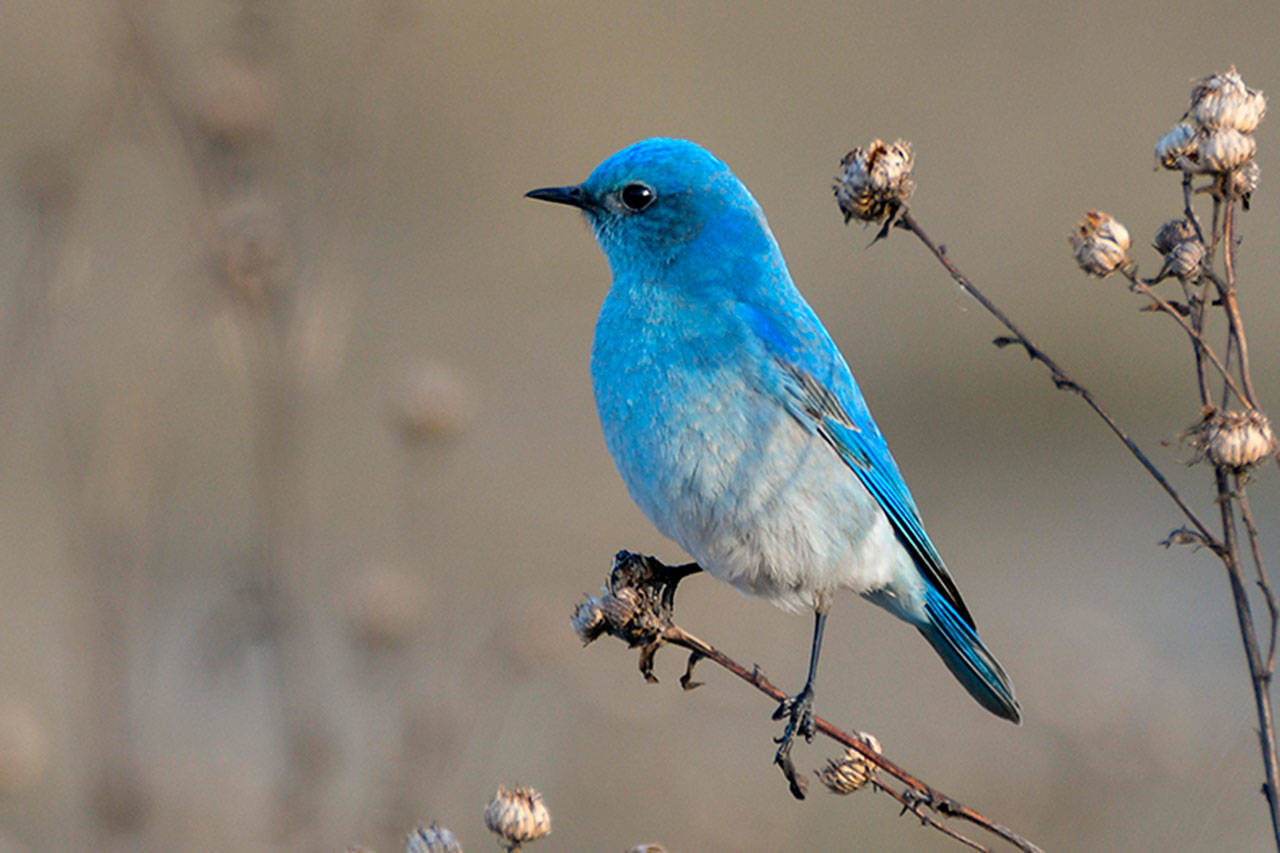 Male Mountain Bluebird. Photo by Cindy Fullwiler