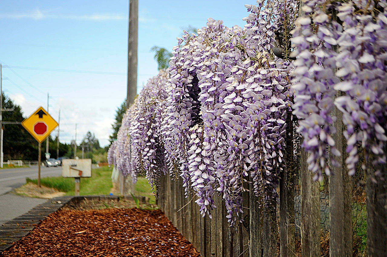 For about 20 years, the wisteria at Rick and LeeAnn Nolan’s house has grown along the fence line on Old Olympic Highway becoming an attraction for motorists. Sequim Gazette photo by Matthew Nash