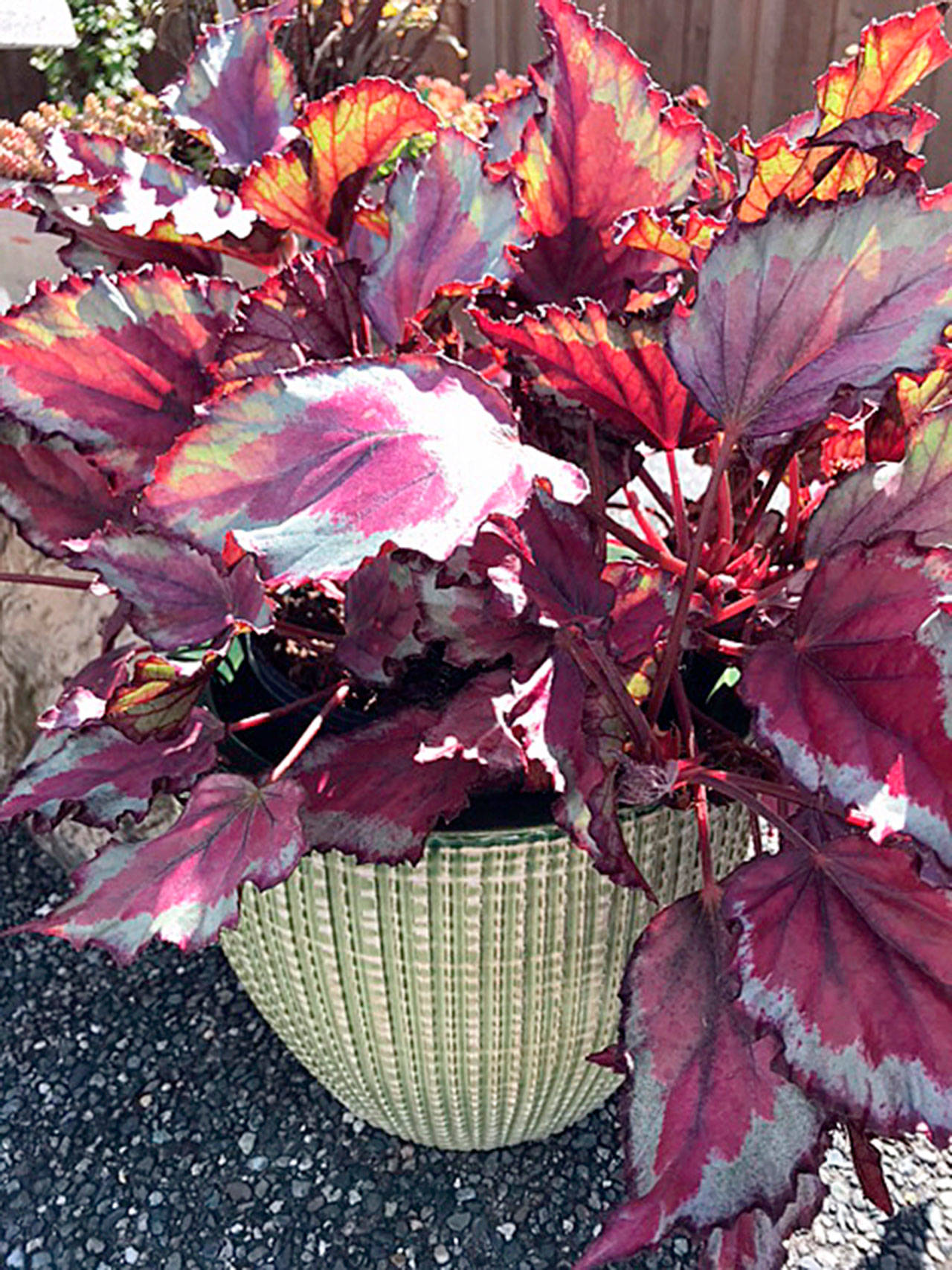 Propagating your begonias by taking 4- or 5-inch cuttings in late summer or early fall. Photo by Susan Kalmar