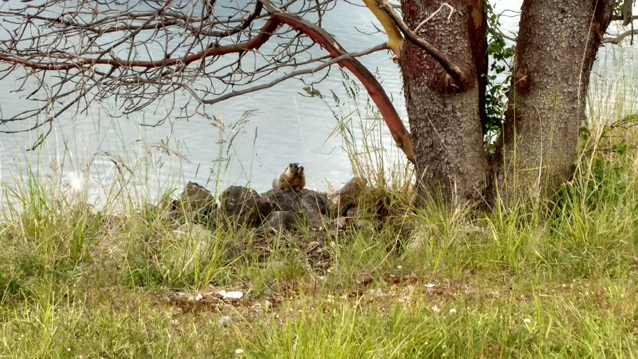 Shanon Dell’s photo from June 6, 2020, near Washington Harbor shows a yellow-bellied marmot that may provide evidence more than one of the non-native critters has been spotted in the area. They typically live in Central and Eastern Washington and being spotted in Western Washington is rare, local marmot experts say. Photo courtesy of Shanon Dell