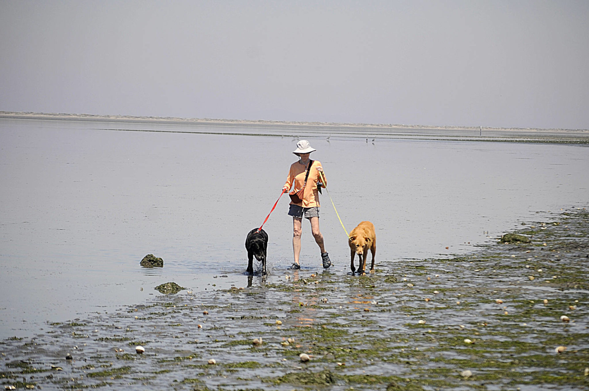 Power outage, record calls for service mark Sequim’s heat wave Sequim
