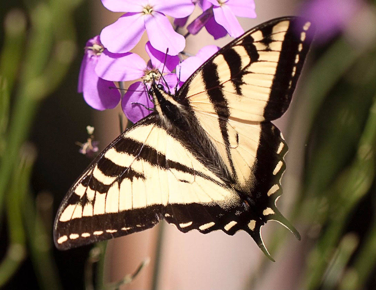 The peninsula abounds with butterflies, such as this Western Tiger Swallowtail. Photo by Sandy Cortez