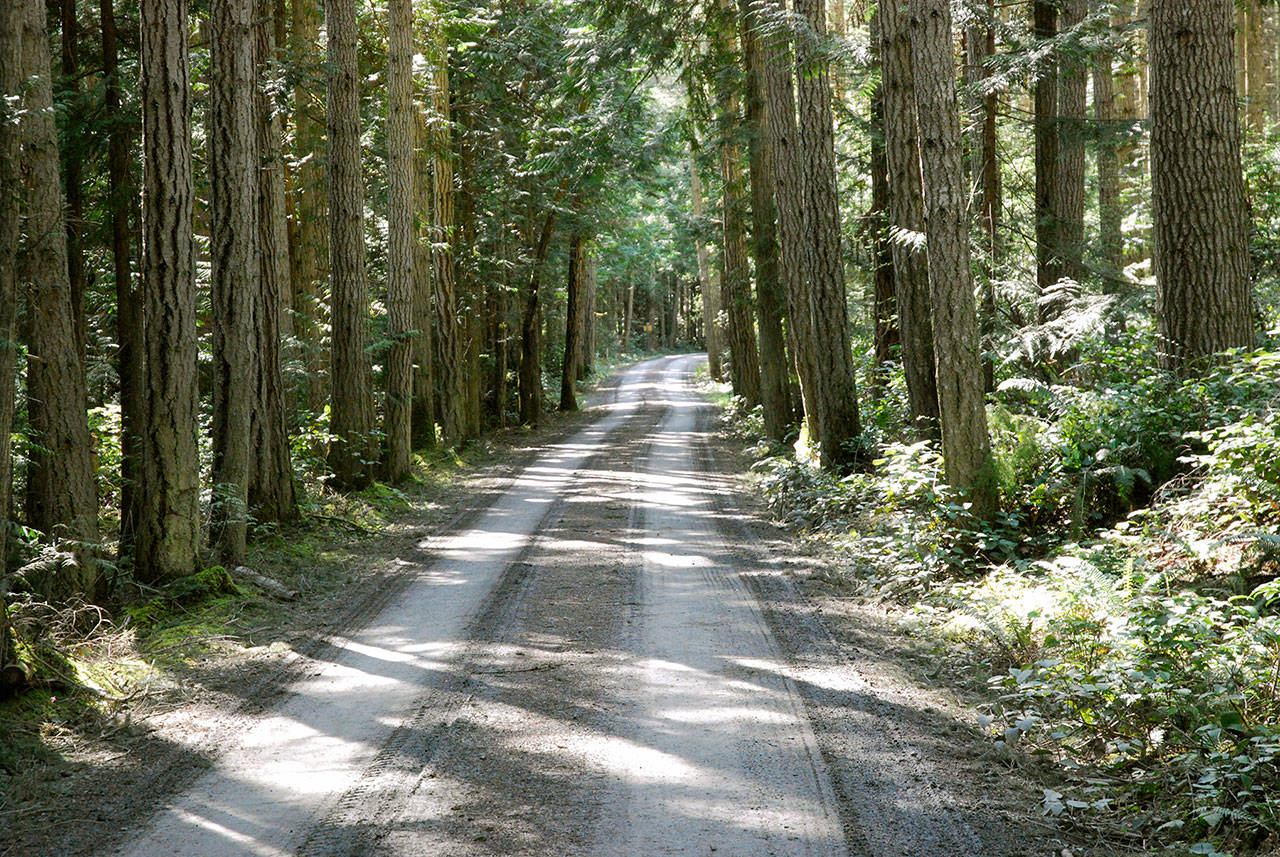 A dirt road winds through tall trees on the Miller Peninsula state part property in this 2018 file photo. File photo by Keith Thorpe/Olympic Peninsula News Group