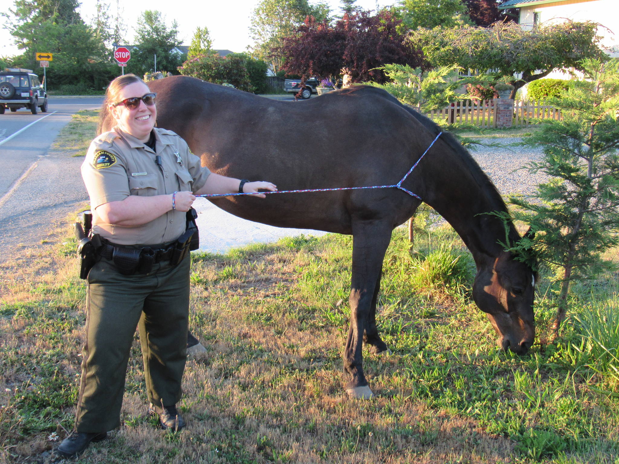 Clallam County Sheriff’s deputy Torri Middlekauff helps keep a horse in place with a dog leash on June 21 along North Priest Road. The horse got out of its home and Middlekauff happened to be driving by to stop it. With help from Jessica Conner, a 9-1-1 communications officer, and neighbors Don and Kathie Lundine. Photo courtesy of Don Lundine