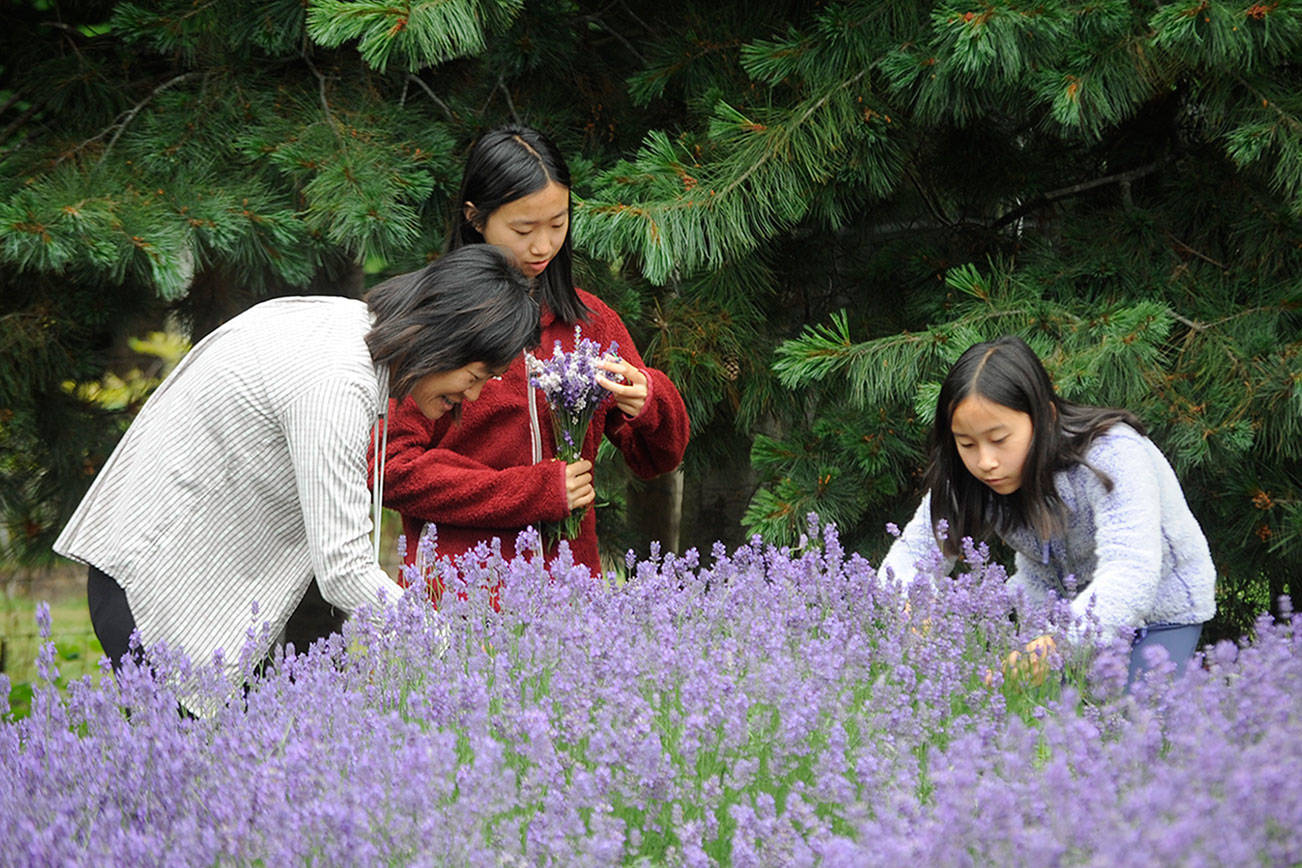 TEASER
Weiling Tu of San Francisco cuts lavender with her daughters Josephine, 14, and Kelly Anne, 12, last week at Purple Haze Lavender Farm. Weiling said they were on a road trip to the Olympic National Park and wanted to see a lavender farm. Sequim Gazette photo by Matthew Nash