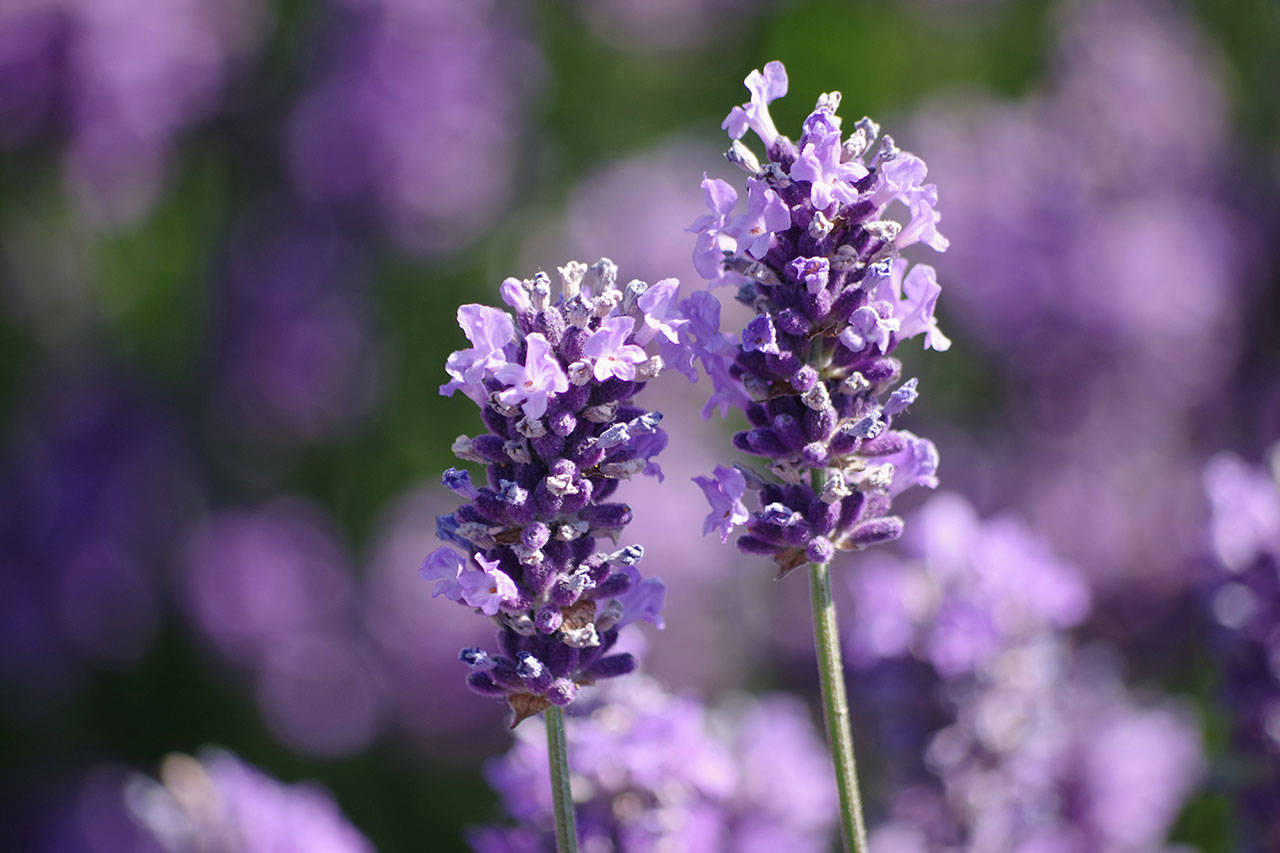 Check out various varieties of lavender in bloom at the Terrace Garden near Carrie Blake Community Park this month. Photo by Leslie A. Wright