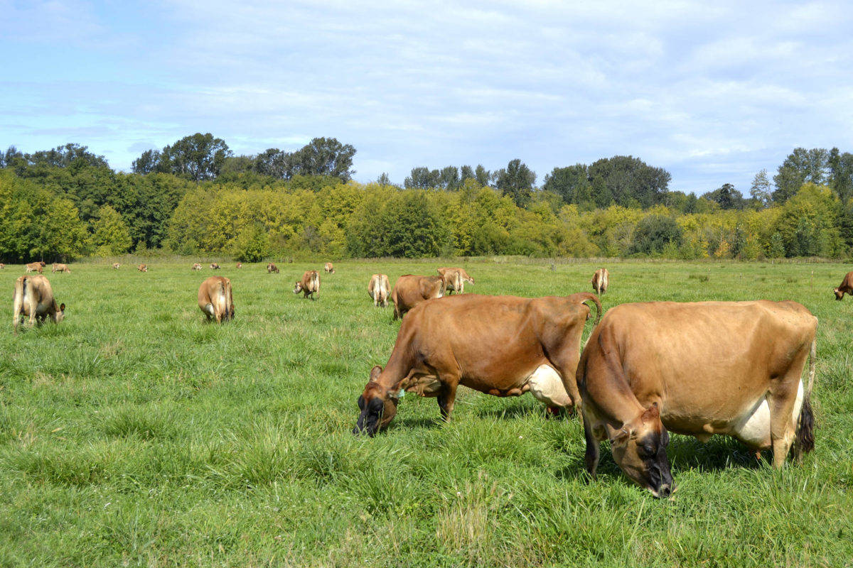 Cows graze at Dungeness Valley Creamery in October 2020. The first of a three-farm tour hosted by the Clallam Conservation District starts at the 80-acre creamery Aug. 4, with other tour stops at Honky Donkey Care Farm in Carlsborg on 
Aug. 12 and Bent Gate Farms in Agnew on Aug. 24. Sequim Gazette file photo by Matthew Nash