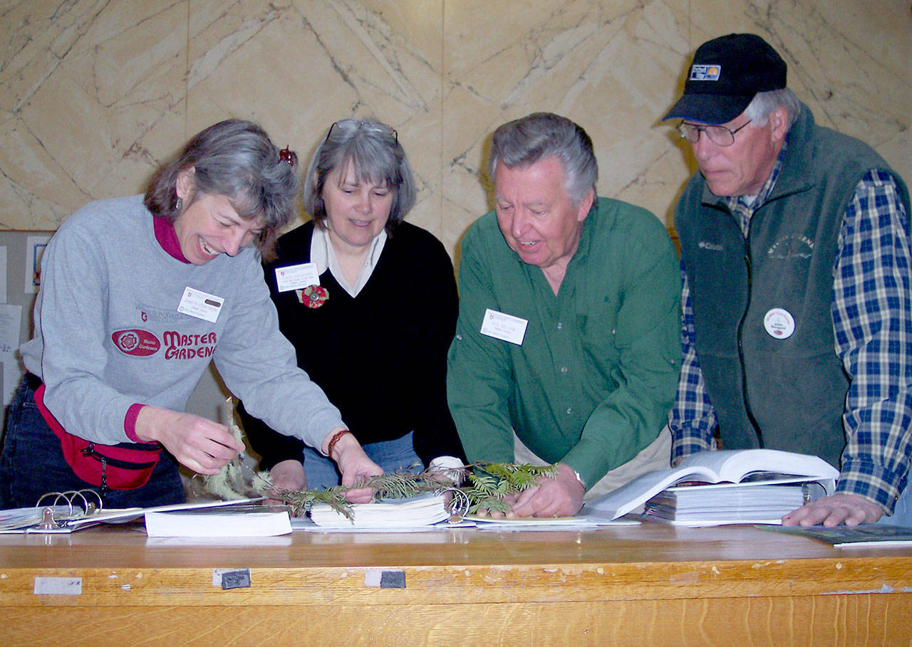 Veteran Master Gardeners Jeanette Stehr-Green, Cindy Erickson, Nye Nelson (retired) and John Norgord investigate a problem with a hemlock tree at a plant clinic. Submitted photo