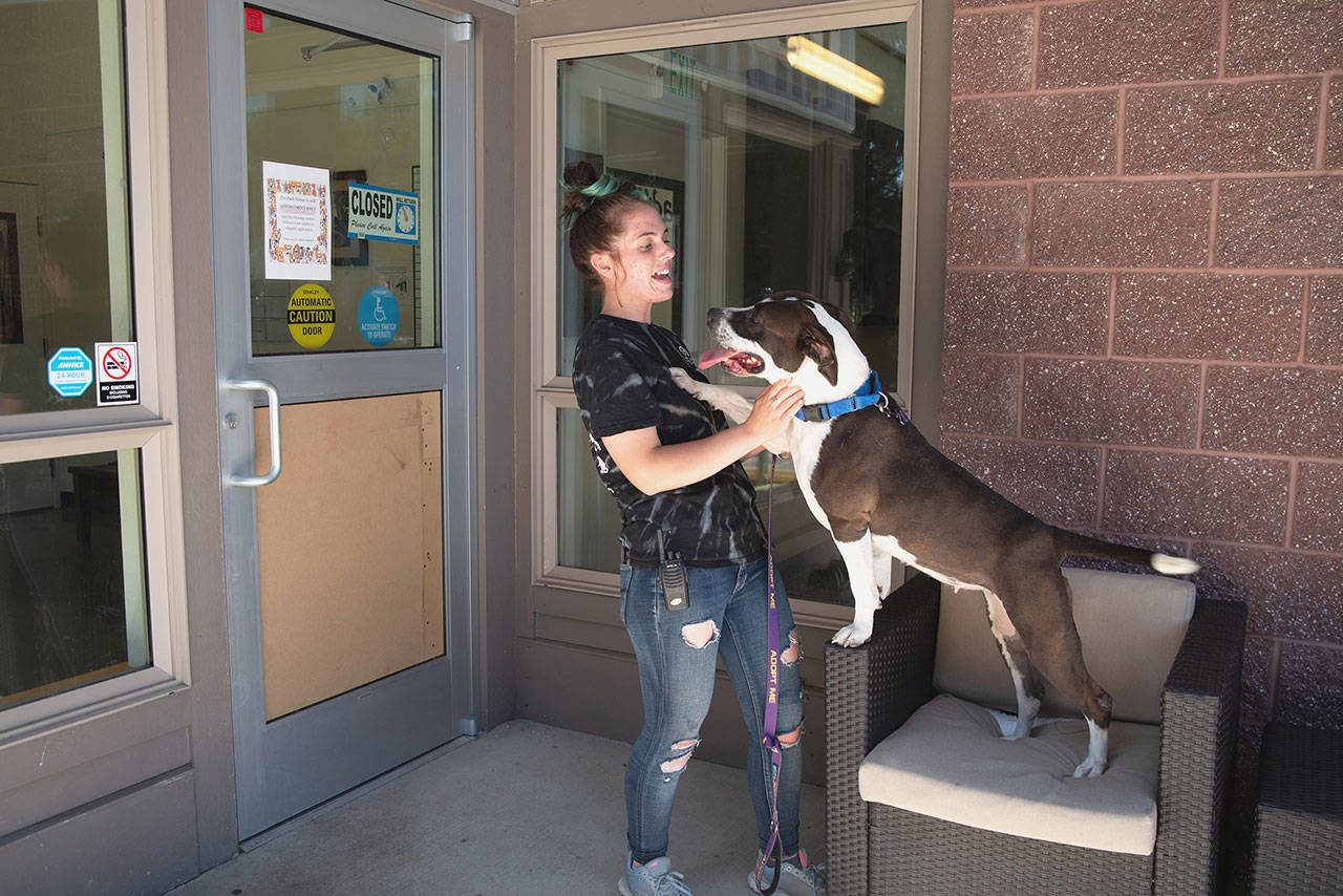 Bailey Chaffin and Penny, a pit bull terrier mix, play outside the door to the Bark House of Olympic Peninsula Humane Society, which was reportedly burgled on the night of July 24-25. Sequim Gazette photo by Emily Matthiessen