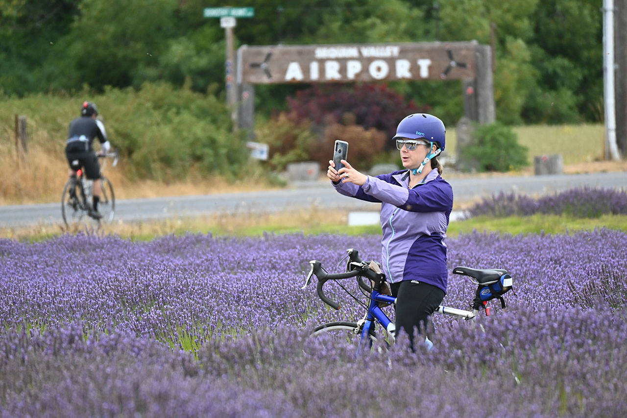 Janine Ledesma, a Tour de Lavender first-timer from the Snoqualmie area, pauses for a moment to record the lavender at B&B Fanily Lavender Farm Saturday afternoon before rejoining the tour ride with her family. Sequim Gazette photos by Michael Dashiell