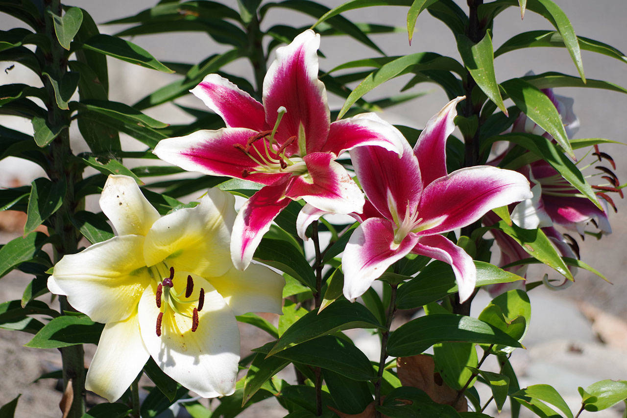 Check out blooming lilies at the Terrace Garden just north of Carrie Blake Community park. Photo by Leslie A. Wright