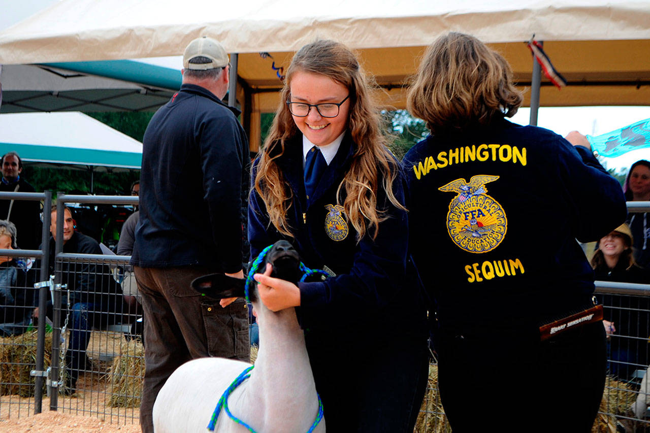 Keri Tucker of Sequim shows her lamb during the Clallam County Junior Livestock Auction on Aug. 7. The event was her last time auctioning an animal as she looks to a career as a meat cutter, she said. Sequim Gazette photo by Matthew Nash