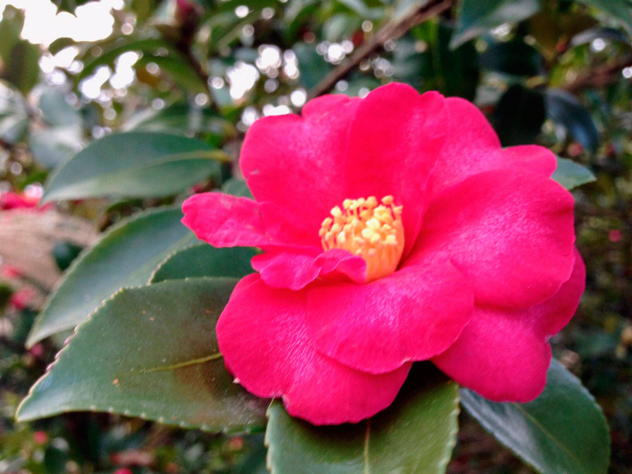 Though good drainage is necessary, camellias need adequate water — particularly during hot, dry spells during the summer months. Photo courtesy of Susan Kalmar