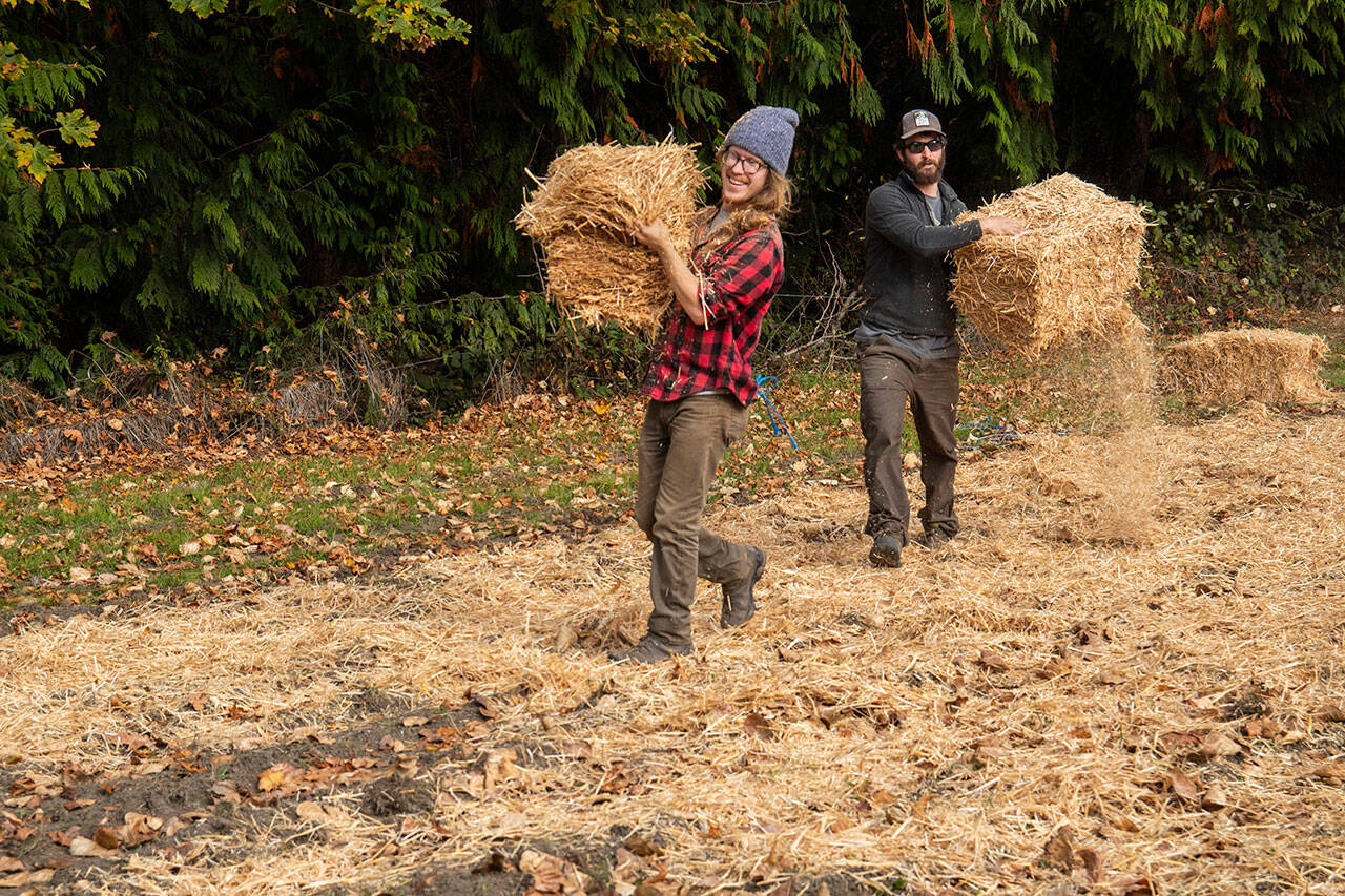 Traditional Foods Program assistant Mackenzie Grinnell and program intern Daniel Csizmadia spread hay over a newly planted field in open grassland behind the Dungeness River Audubon Center in the fall of 2019. The Jamestown S’Klallam Tribe’s Traditional Foods Program is receiving this year’s annual North Olympic Land Trust Award. Photo by Tiffany Royal