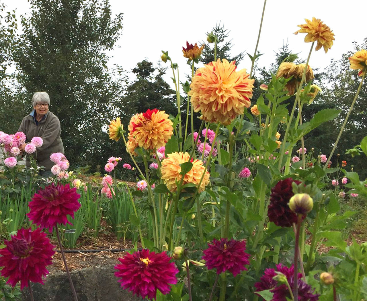 Mary Crook picks flowers at the Sequim Botanical Garden. Join a “Work to Learn” party on Sept. 25 at the garden, at Carrie Blake Community Park near the James Center for the Performing Arts bandshell. Submitted photo